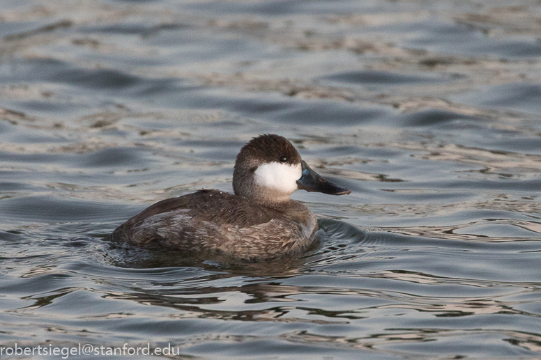 palo alto baylands